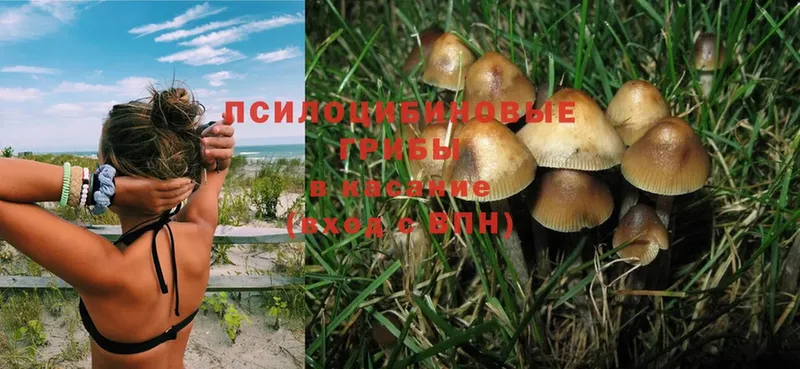 наркошоп  Алапаевск  Галлюциногенные грибы Psilocybine cubensis 